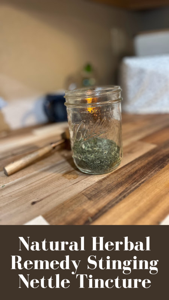 Jar on a wooden counter top with loose herbs in the bottom with the caption Natural herbal remedy stinging nettle tincture